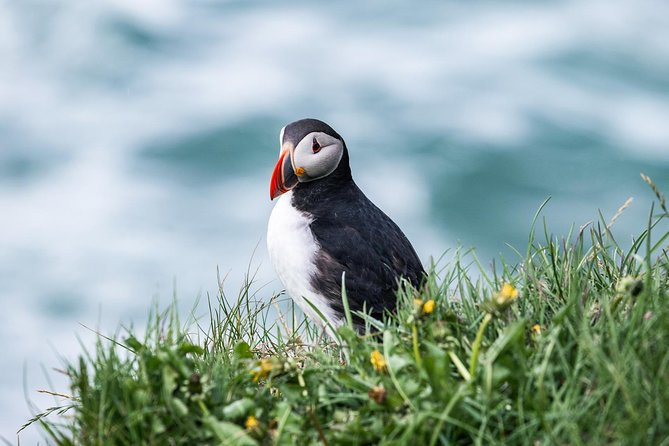 Whale and Puffin Watching around Skjálfandi Bay from Husavik - Who will enjoy this cruise most?