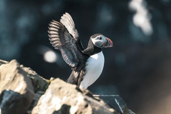 Whale and Puffin Watching around Skjálfandi Bay from Husavik - What you may see in the whale grounds