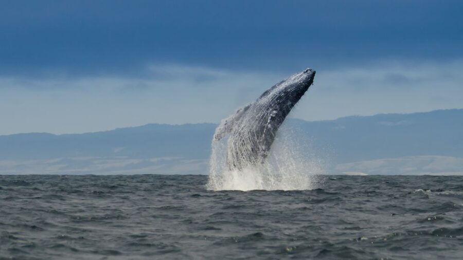 Whale and wildlife watching Private and Semi-Private tours - Key points to know before you book