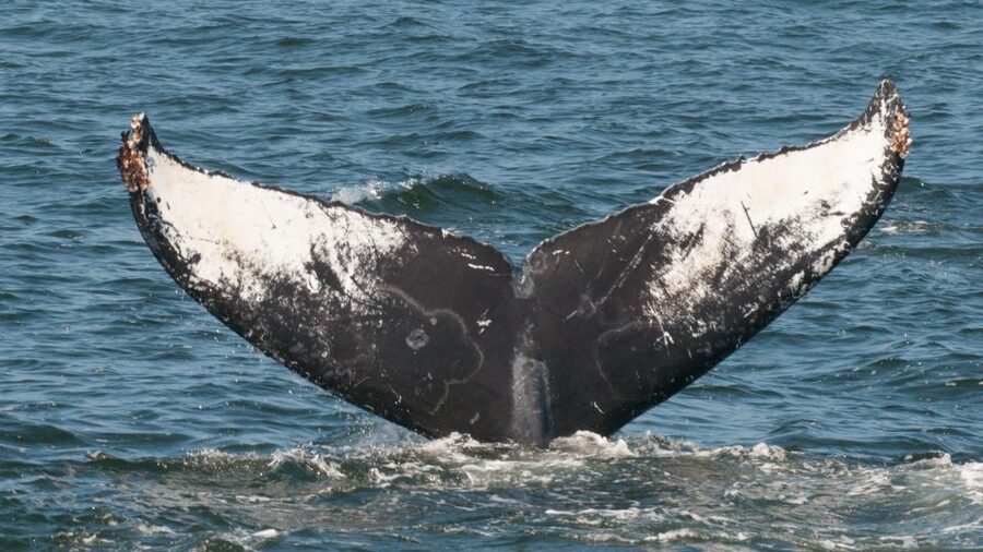 Whale and wildlife watching Private and Semi-Private tours - Cancellation and booking flexibility