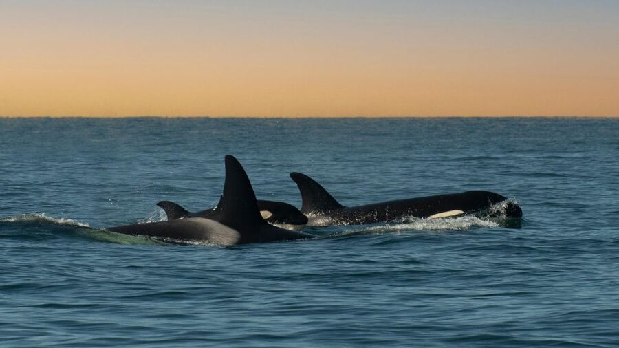 Whale and wildlife watching Private and Semi-Private tours - Why this Santa Cruz whale tour feels different