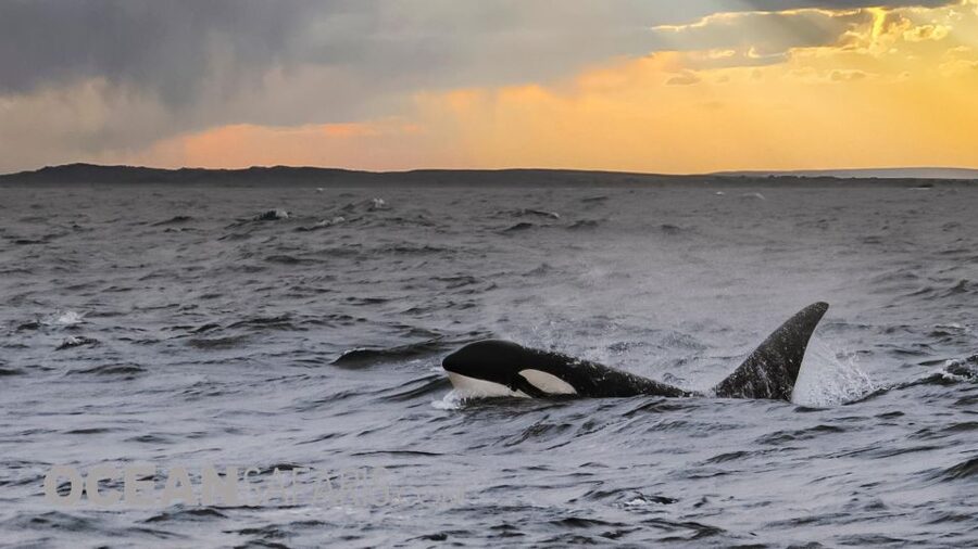 Whale and wildlife watching Private and Semi-Private tours - Searching Monterey Bay National Marine Sanctuary