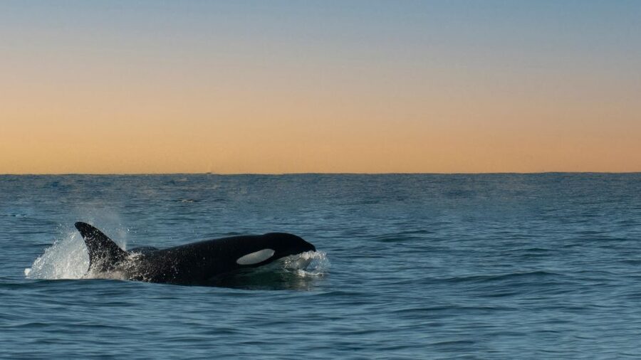 Whale and wildlife watching Private and Semi-Private tours - The animals you may see