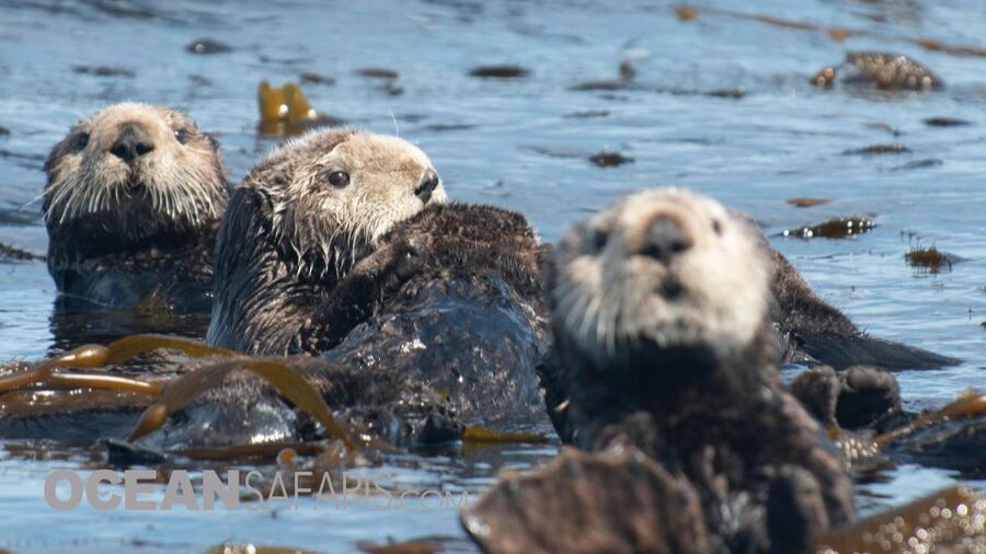 Whale and wildlife watching Private and Semi-Private tours - What the naturalist adds