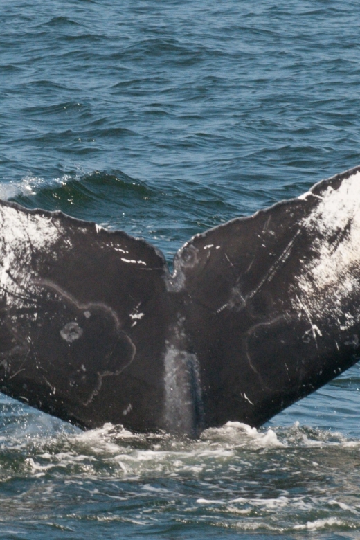 Whale and wildlife watching Private and Semi-Private tours - Three hours is enough, but not endless