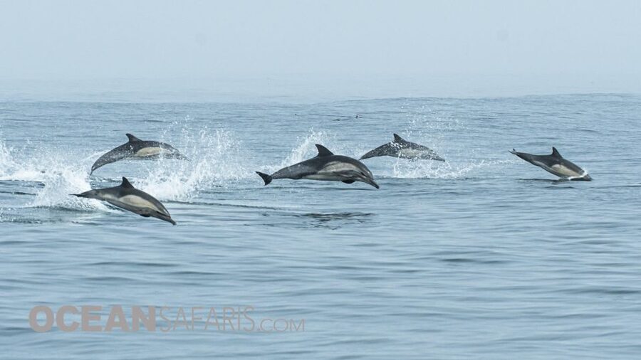 Whale and wildlife watching Private and Semi-Private tours - Price and the value of six seats
