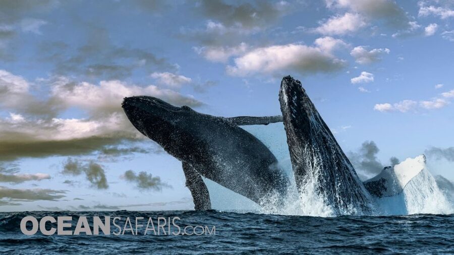 Whale and wildlife watching Private and Semi-Private tours - Comfort, seasickness, and who should skip it