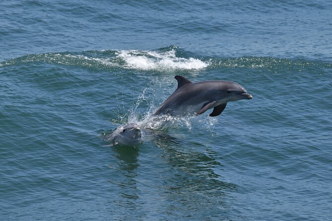 Whale Dolphin and Bird Watching Ecotour Cruise - Setting Out From Schellenger Landing at 1:30 pm