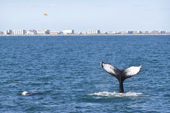 Whale Dolphin and Bird Watching Ecotour Cruise - Heading Offshore for Migratory Baleen Whales