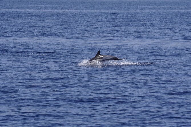 Whale & Dolphin Observation on Electric Sailing Boat in Denia - Key points to know before sailing
