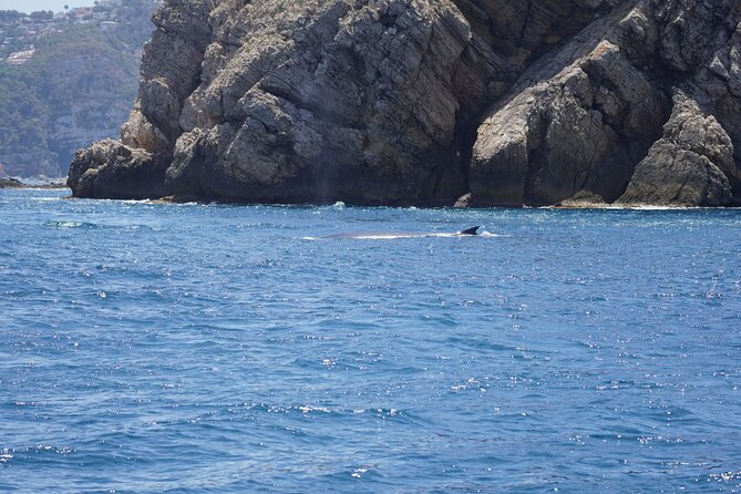 Whale & Dolphin Observation on Electric Sailing Boat in Denia - Wildlife sightings and realistic expectations