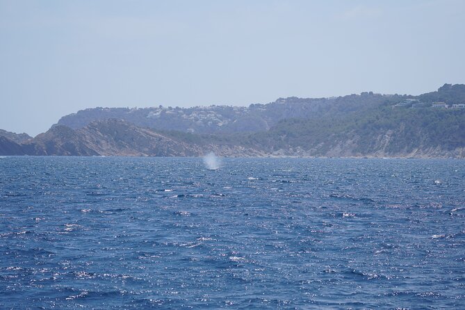 Whale & Dolphin Observation on Electric Sailing Boat in Denia - Who will enjoy this morning most?