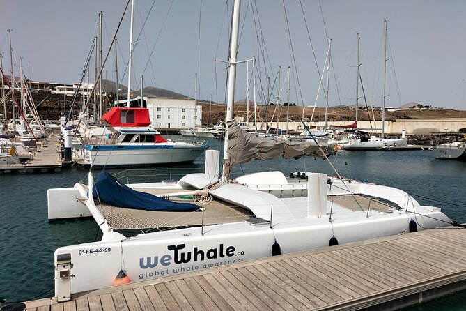 Whale & Dolphin Observation on Silent Catamaran with Hydrophone - Why a Silent Boat Changes the Experience