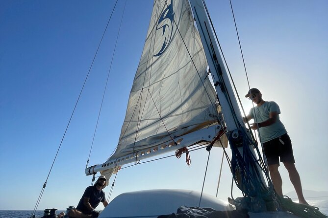 Whale & Dolphin Observation on Silent Catamaran with Hydrophone - Responsible Wildlife Viewing and Conservation