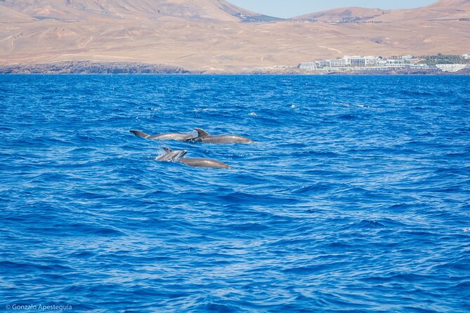 Whale & Dolphin Observation on Silent Catamaran with Hydrophone - Is $114.65 Good Value?