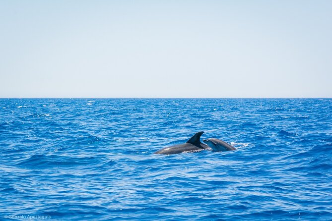Whale & Dolphin Observation on Silent Catamaran with Hydrophone - Searching the Open Sea for Whales and Dolphins