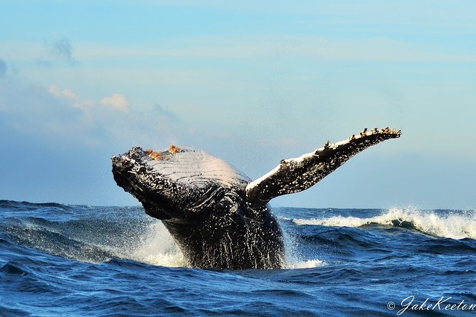 Whale, Dolphin & Penguin Island Cruise - A slow morning on Algoa Bay