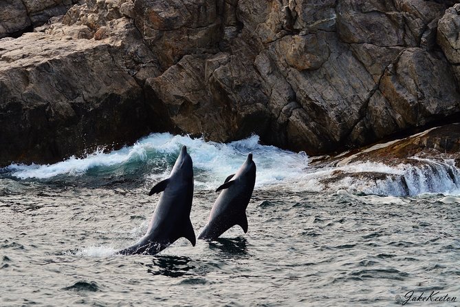 Whale, Dolphin & Penguin Island Cruise - Humpback whales and seasonal timing
