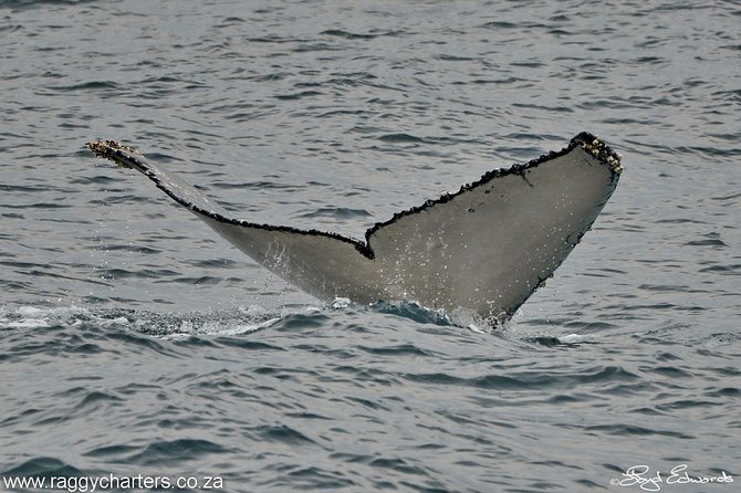 Whale, Dolphin & Penguin Island Cruise - Seals, seabirds and possible surprises