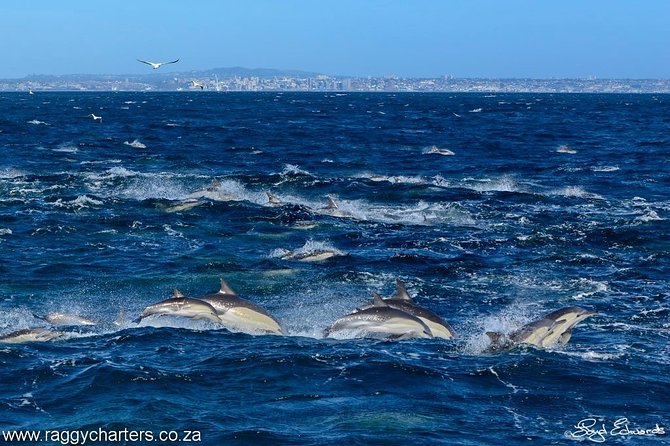 Whale, Dolphin & Penguin Island Cruise - A crew that teaches, not just points