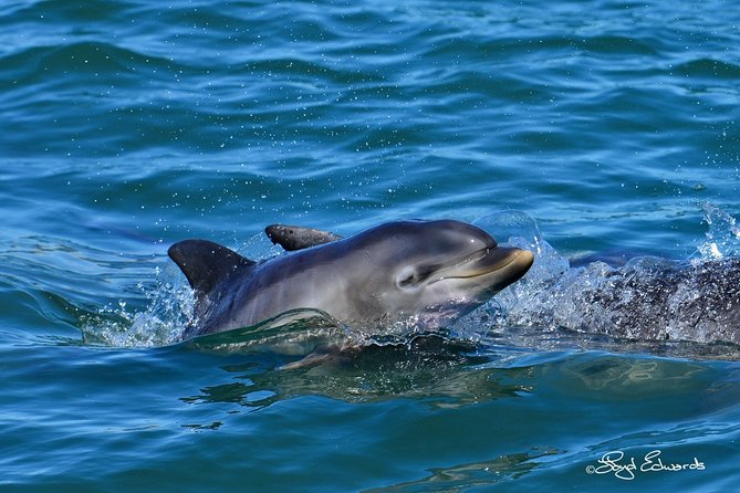 Whale, Dolphin & Penguin Island Cruise - What the $185.19 price gets you