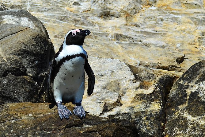 Whale, Dolphin & Penguin Island Cruise - St. Croix Island and the penguin colony