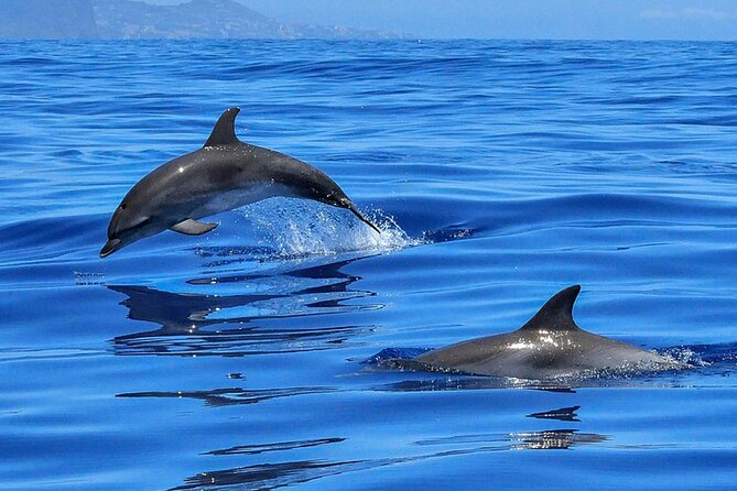 Whale & Dolphin Watching Boat Trip in Tenerife On a Sailing Boat (3 Hr) - The schedule, cancellation rules, and practical planning