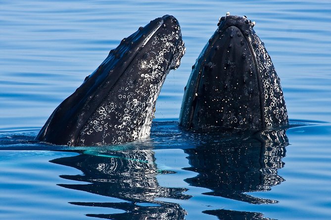 Whale & Dolphin Watching Cruise in Puerto Vallarta All Inclusive - Puerto Vallarta’s Humpbacks Set the Pace