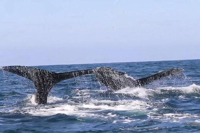 Whale & Dolphin Watching Cruise in Puerto Vallarta All Inclusive - Choosing Your Seat on a Large or Small Boat