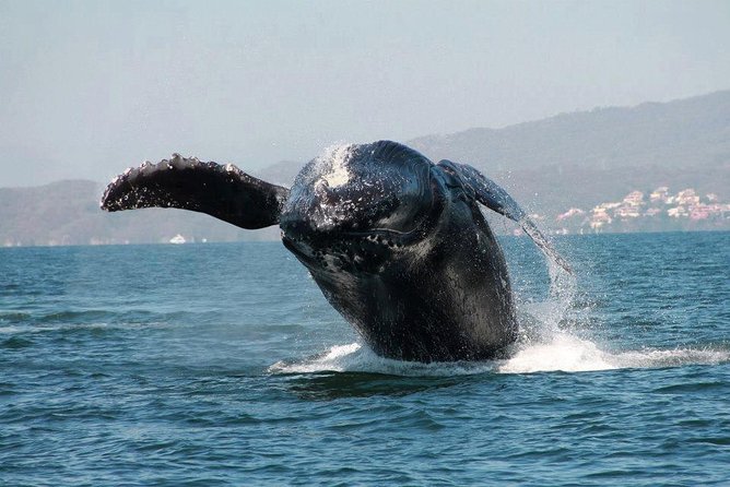 Whale & Dolphin Watching Cruise in Puerto Vallarta All Inclusive - How the $78.48 Price Holds Up