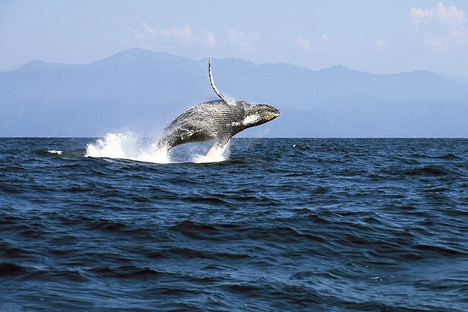 Whale & Dolphin Watching Cruise in Puerto Vallarta All Inclusive - Who Will Enjoy This Cruise Most