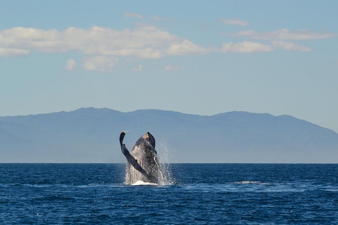 Whale & Dolphin Watching Cruise in Puerto Vallarta All Inclusive - Booking and Cancellation Details