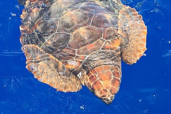 Whale & Dolphin Watching in Madeira - Key things to know before you book