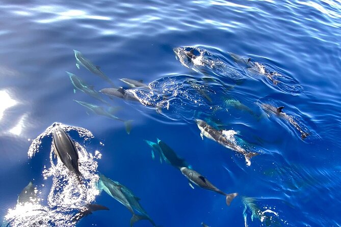 Whale & Dolphin Watching in Madeira - Leaving from Hotel Marina Quinta do Lorde in Caniçal