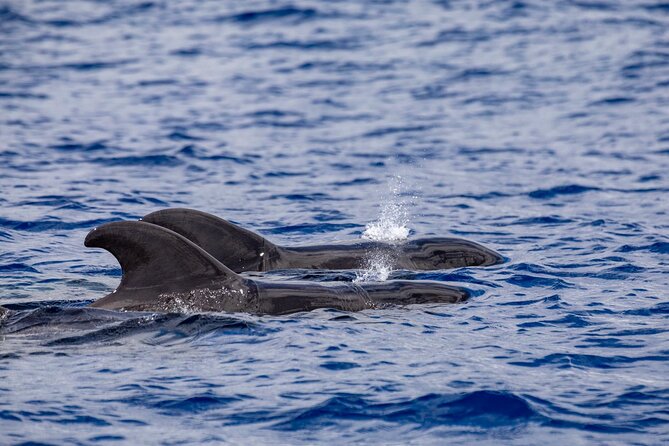 Whale & Dolphin Watching in Madeira - What the $59.89 price really buys you