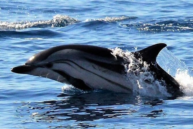 Whale & Dolphin Watching in Madeira - Who will enjoy this outing most