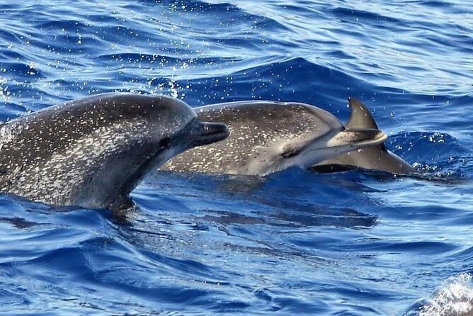 Whale & Dolphin Watching in Madeira - Timing, weather, and the small practical details
