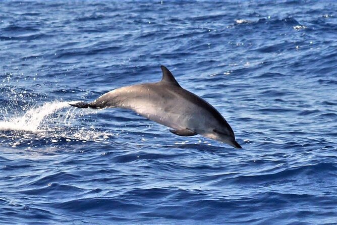 Whale & Dolphin Watching in Madeira - The first stretch: searching Madeira’s blue world