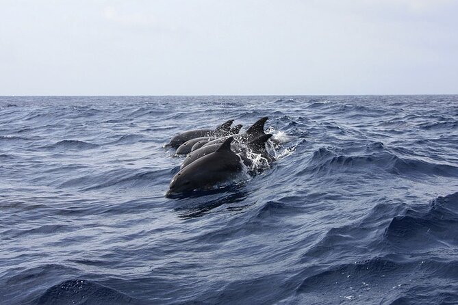 Whale & Dolphin Watching in Tenerife (Puerto Colon) On a Large Catamaran - Searching for Whales and Dolphins