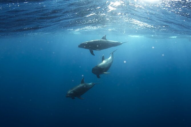 Whale & Dolphin Watching in Tenerife (Puerto Colon) On a Large Catamaran - Is 70 People Too Many?