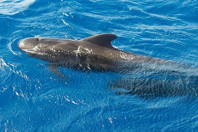 Whale & Dolphin Watching in Tenerife (Puerto Colon) On a Large Catamaran - Reading the Price as a Full Package