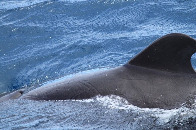 Whale & Dolphin Watching in Tenerife (Puerto Colon) On a Large Catamaran - Who Will Enjoy This Outing