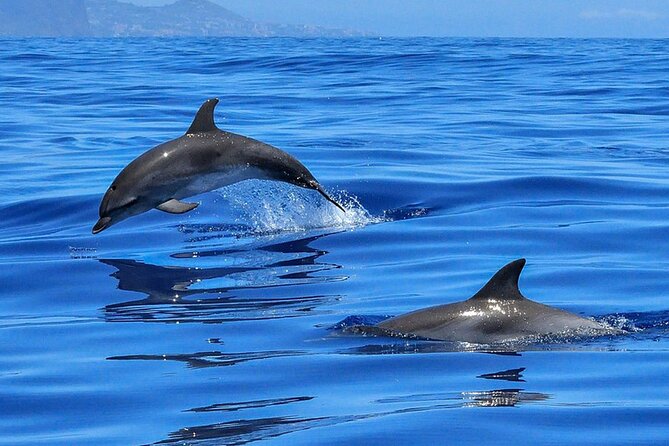 Whale & Dolphin Watching in Tenerife (Puerto Colon) On a Large Catamaran - What to Bring and How to Plan