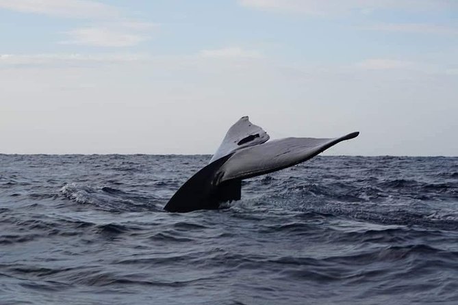 Whale & Dolphin Watching Tour in Trincomalee | Scenic Boat Ride - Key points to know before booking