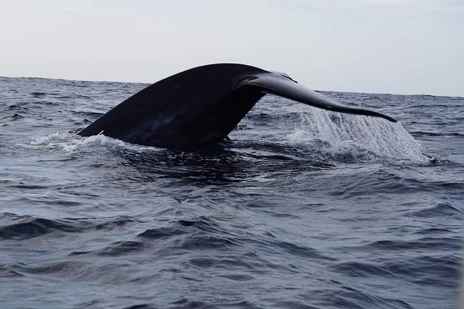 Whale & Dolphin Watching Tour in Trincomalee | Scenic Boat Ride - Setting out from Nilaveli for Trincomalee’s whales