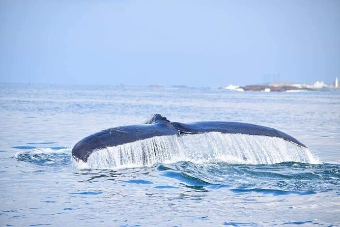Whale & Dolphin Watching Tour in Trincomalee | Scenic Boat Ride - The 30-minute run to open water