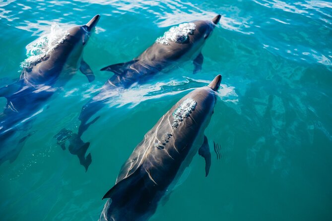 Whale & Dolphin Watching Trincomalee - What the Trincomalee boat trip is really like