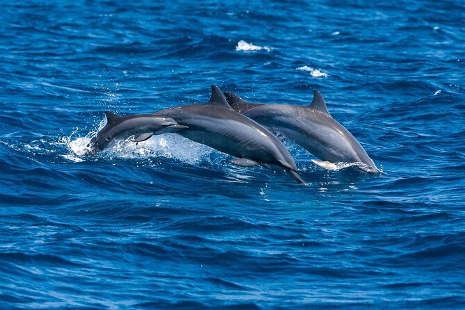 Whale & Dolphin Watching Trincomalee - Returning around 9:45 AM