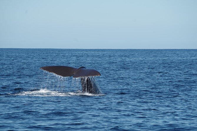 Whale & Dolphin Watching Trincomalee - Is $65 per person a fair price?