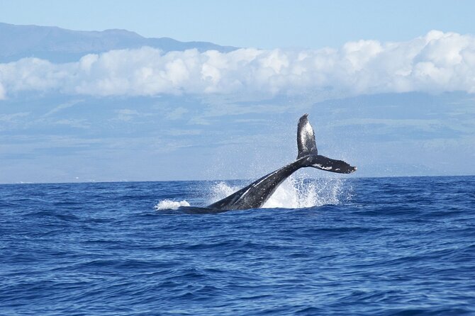 Whale & Dolphin Watching Trincomalee - The biggest risk is a quiet sea